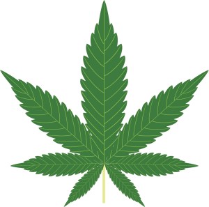marijuana leaves